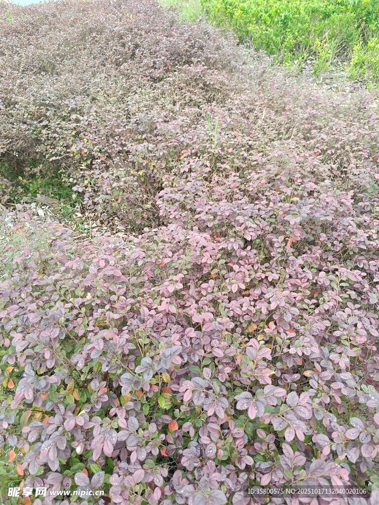 紫色植物景观