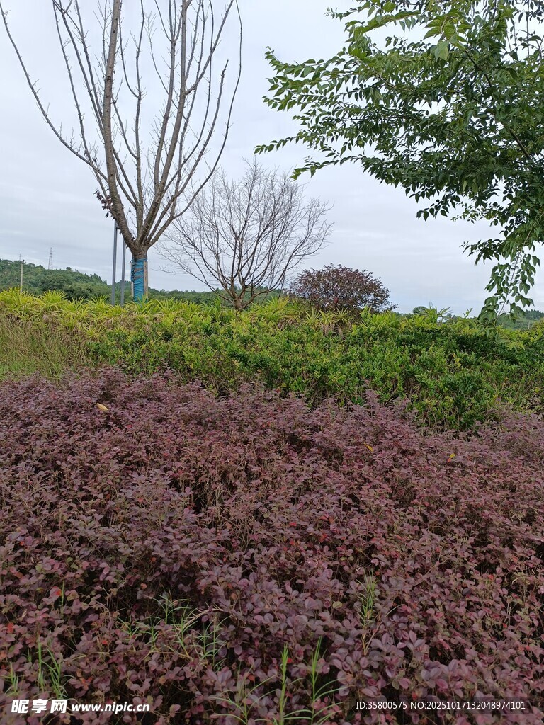 户外多彩植物景观