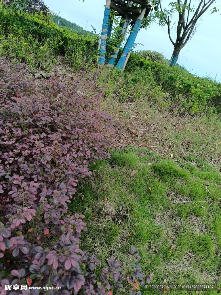 山坡上的多彩植被景观