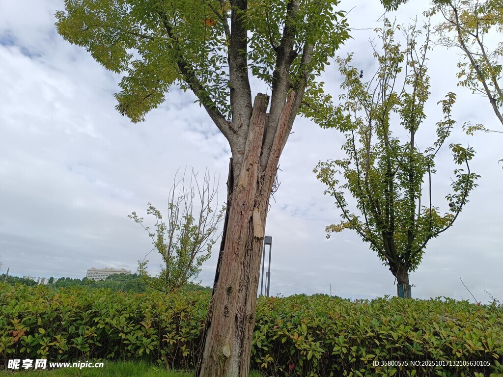 田野中的挺拔树木