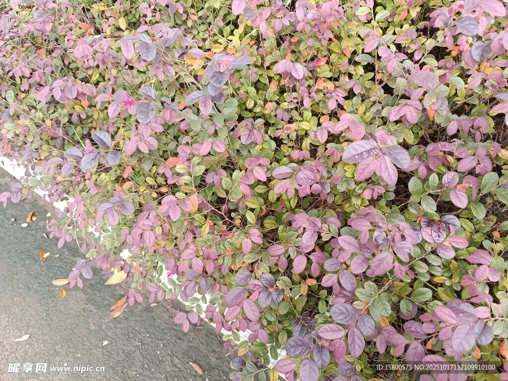 地面上的多彩植物群落