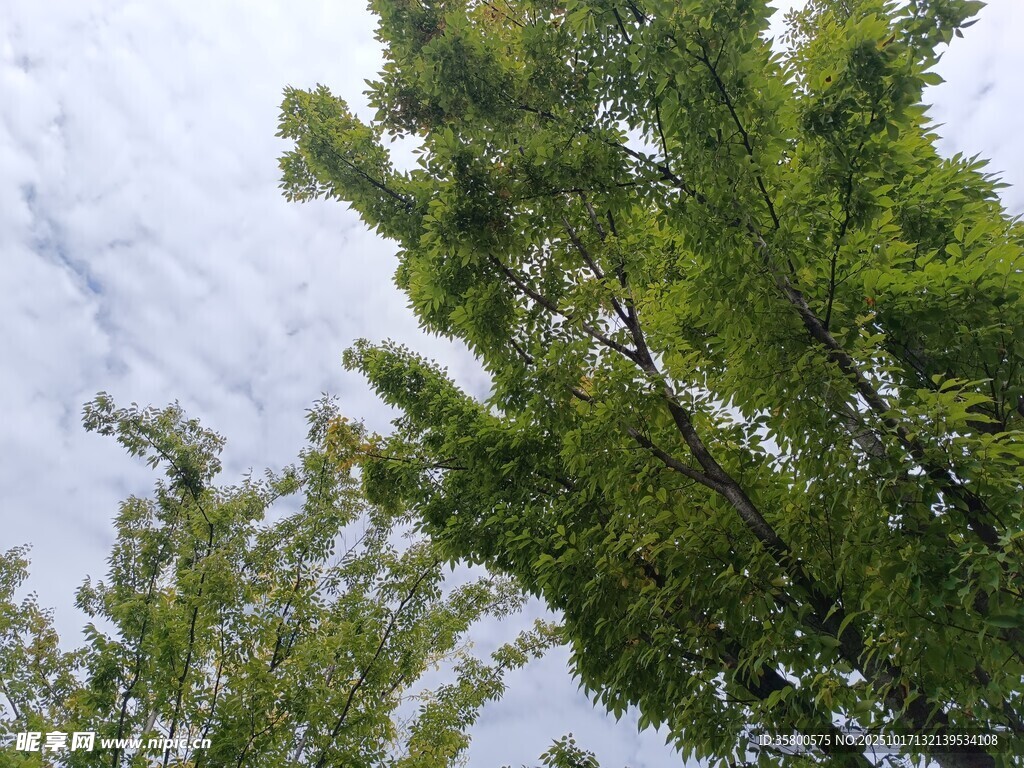 仰视葱郁绿树与天空
