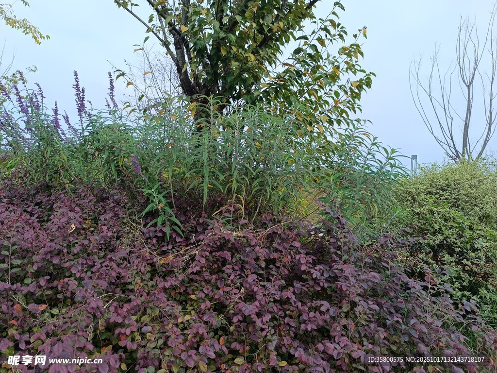 野外繁茂绿植与树木景观