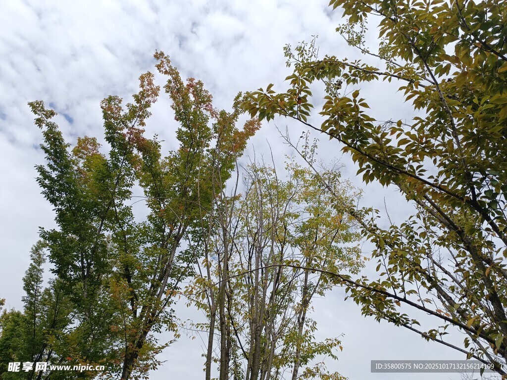 仰视树木与天空景色