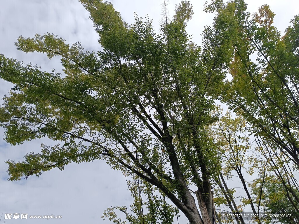 挺拔绿树映蓝天