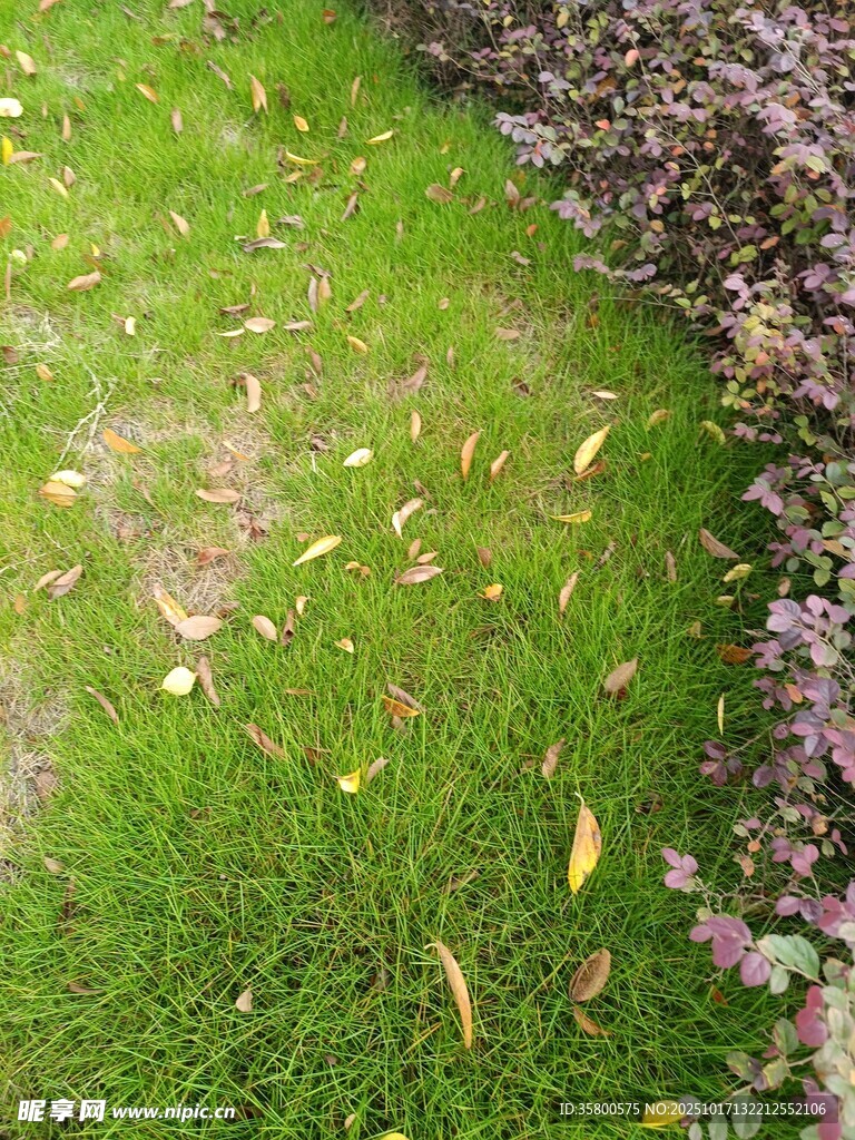 草地旁的多彩植物景观