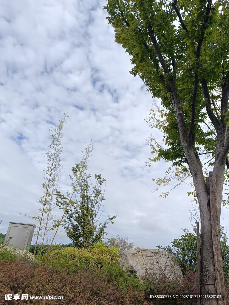 户外绿树蓝天风景图