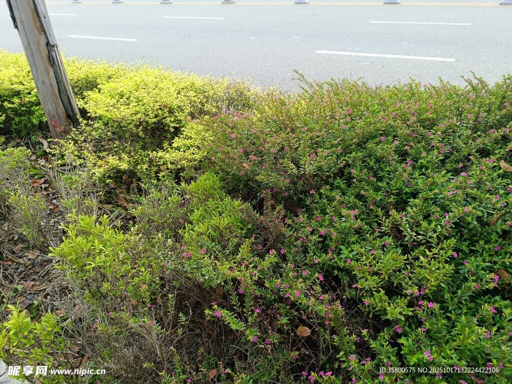 路边繁茂的绿色灌木丛