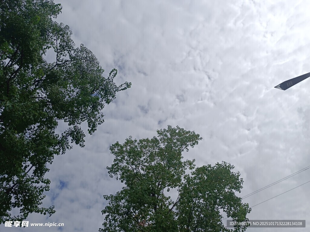 天空下的绿树与飞鸟