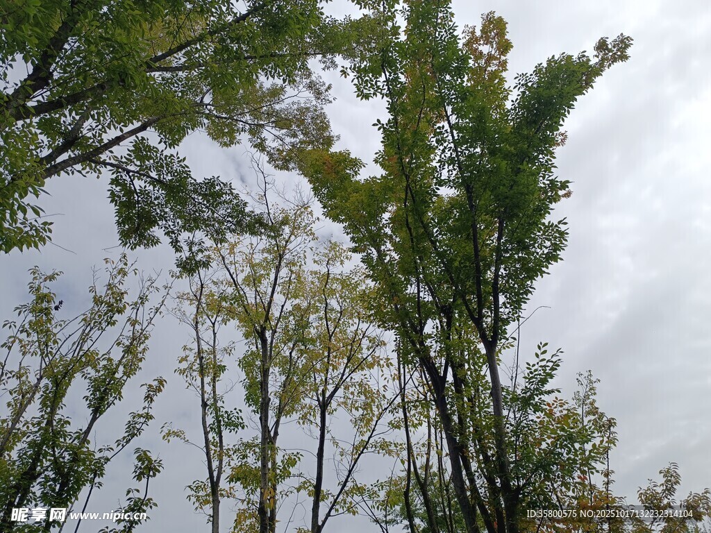 仰视秋日树林树梢
