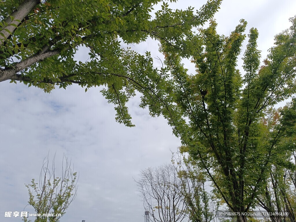 绿树成荫的天空景致