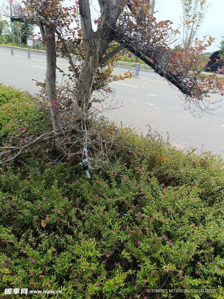 路边枯树旁的绿色植被