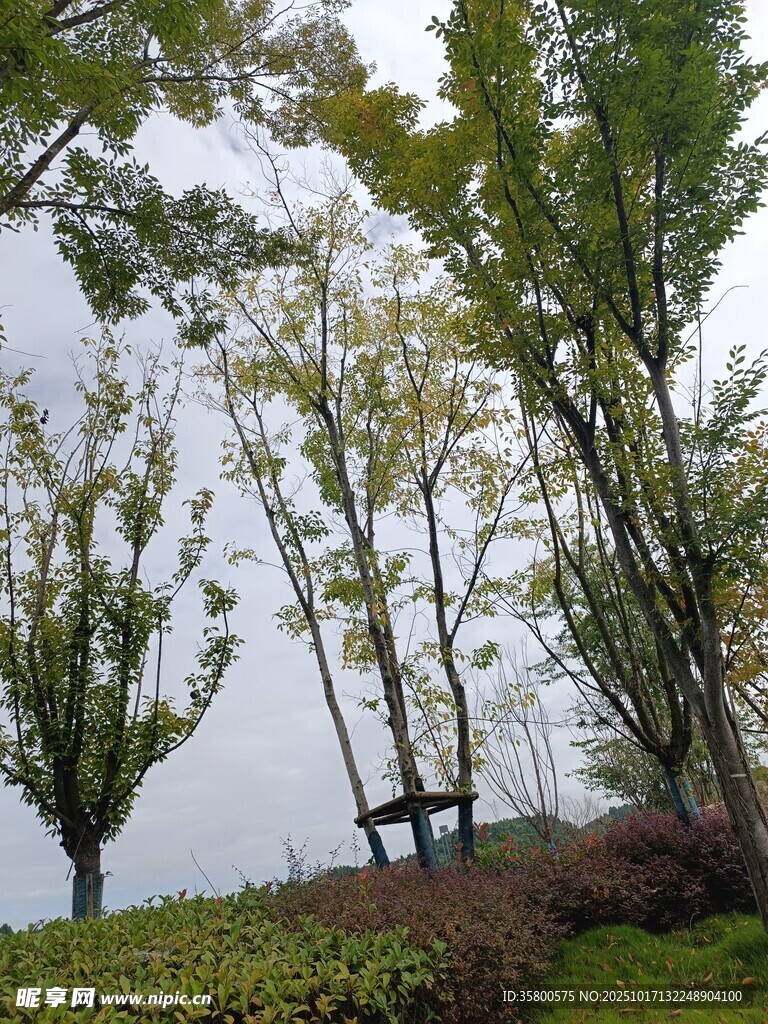 秋日湖边树木景致