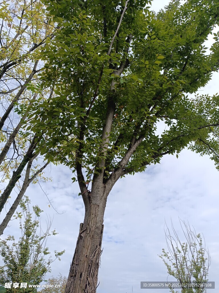 挺拔绿树 