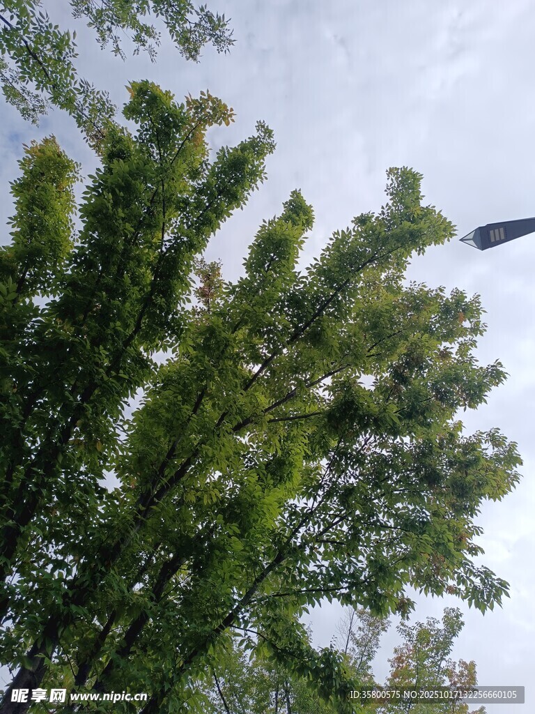仰视葱郁树木与空中飞鸟