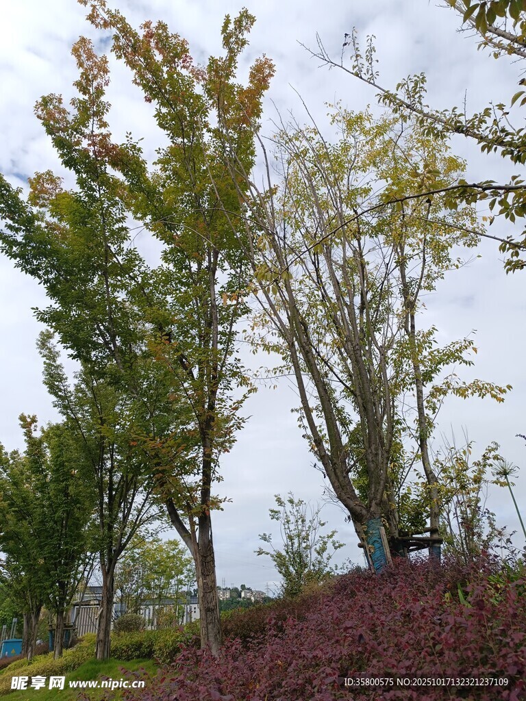 秋日山林树木景致
