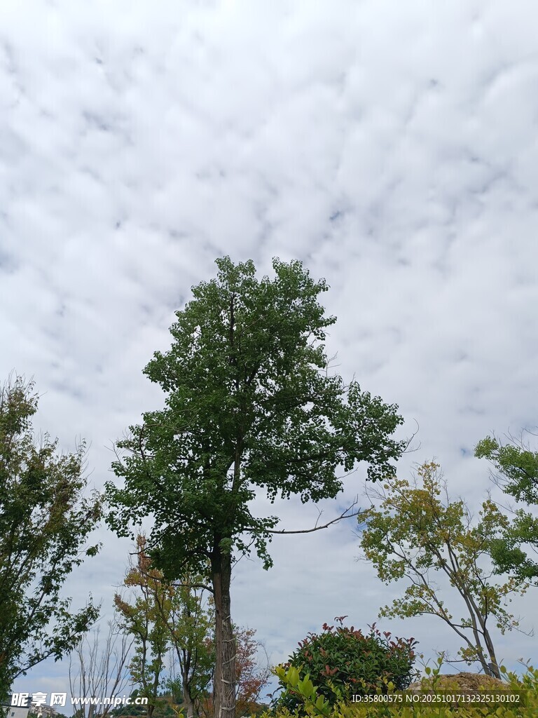 蓝天白云下的葱郁树木