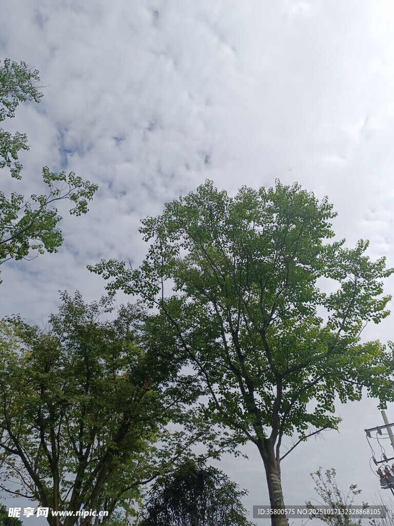 天空下的绿树景观