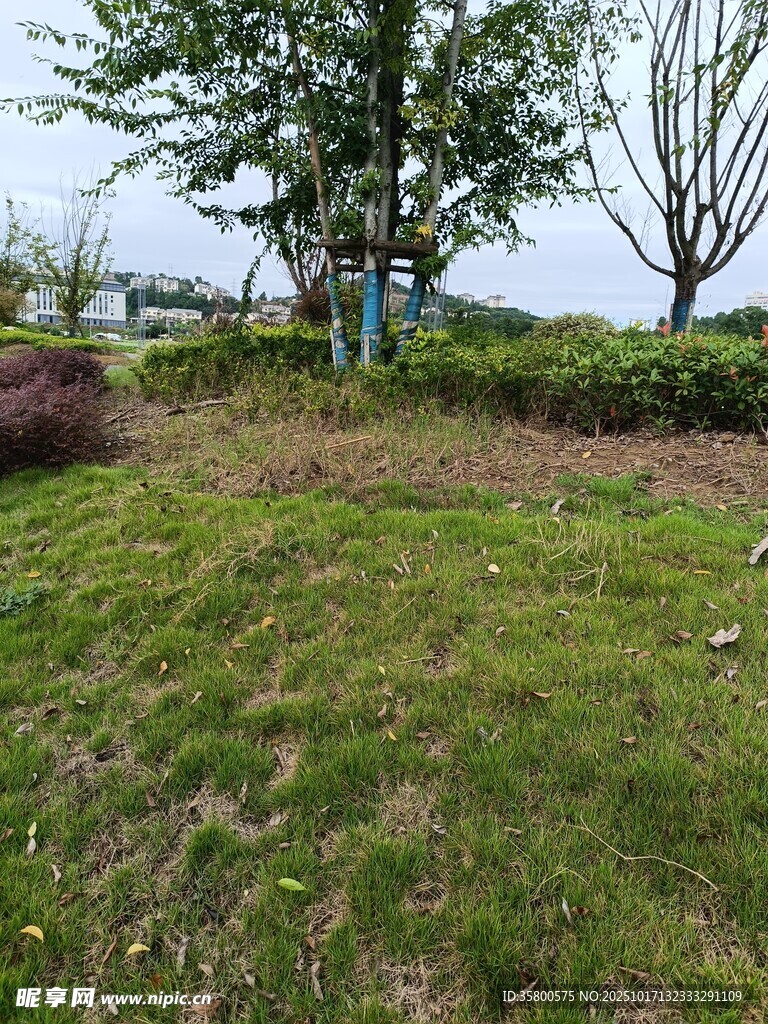 户外草地树木自然景致