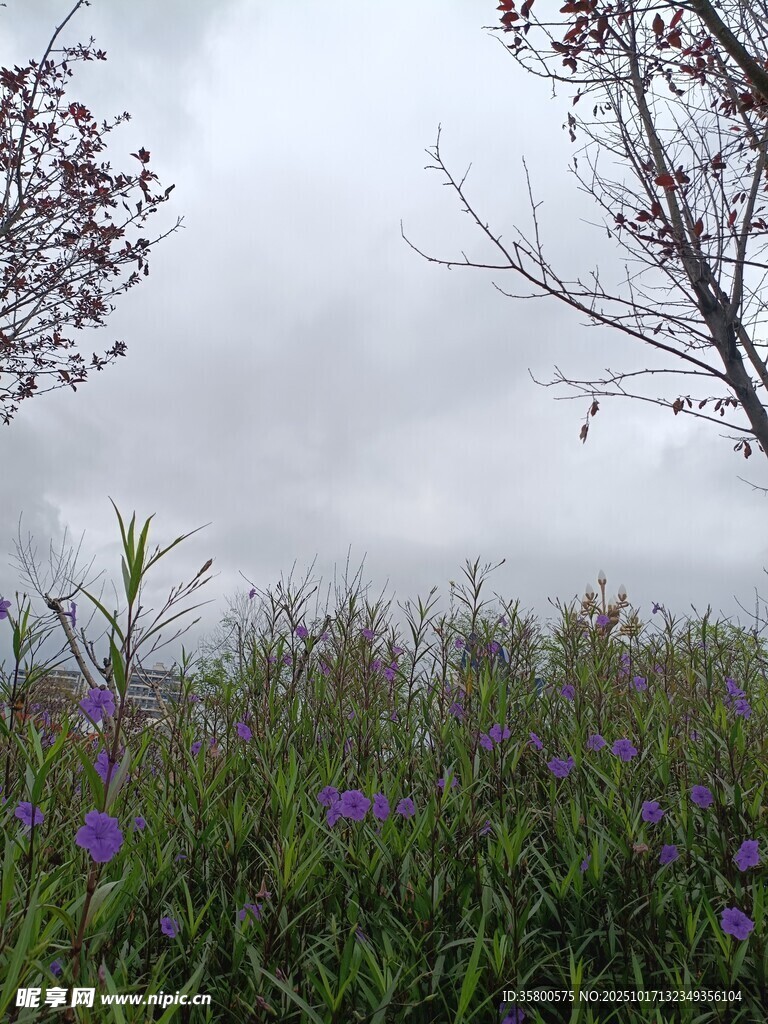 云雾中紫色花丛与树木