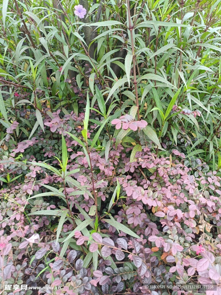 野外生长的紫色植物