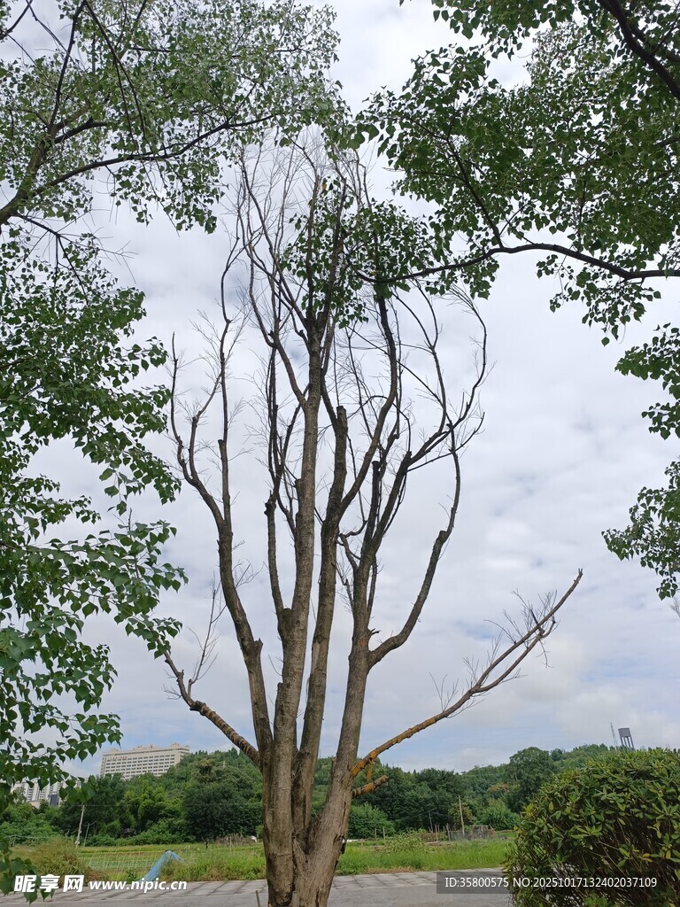 枯树挺立在绿意环绕间