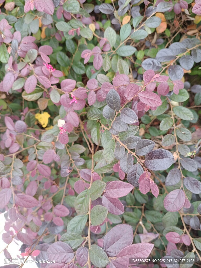 紫色植物叶片特写