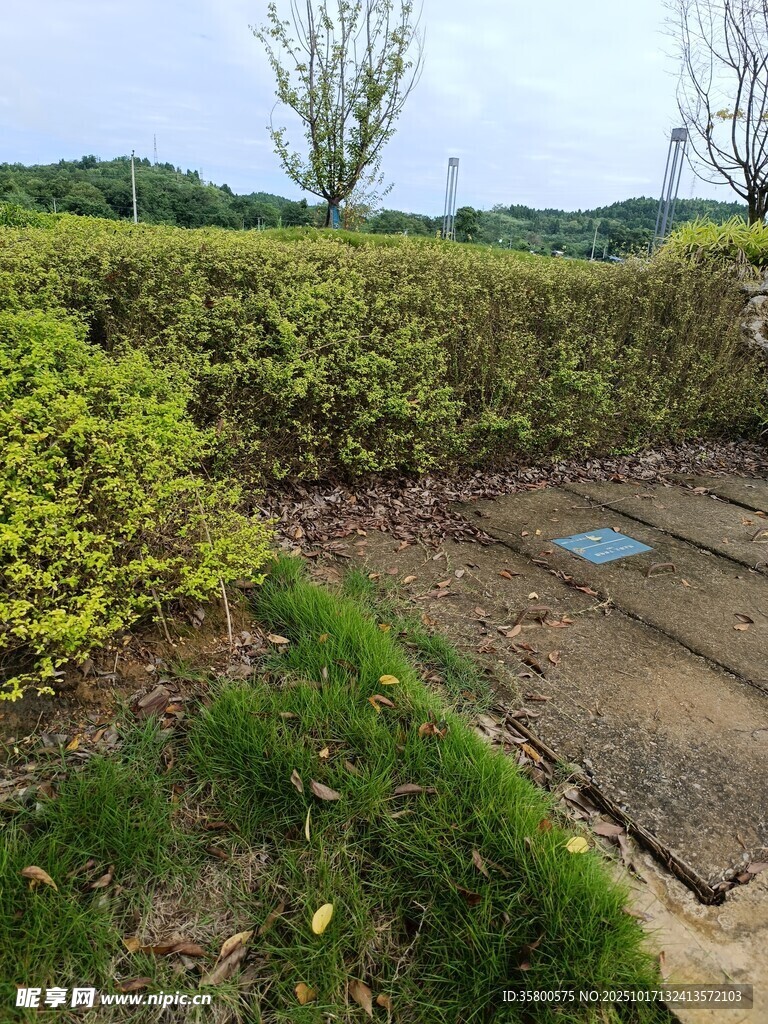 户外绿植与石板地面景观