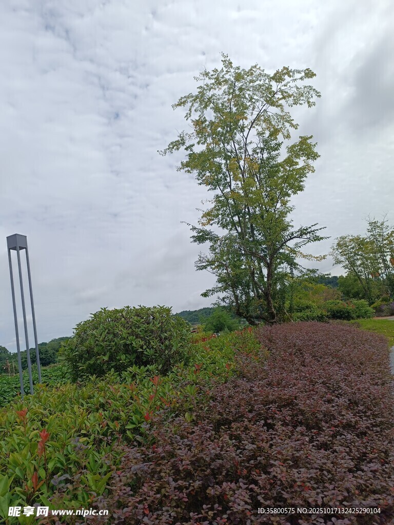 户外绿植景观