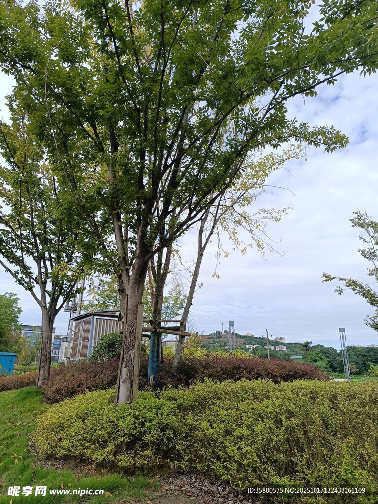 户外葱郁树木与绿植景观