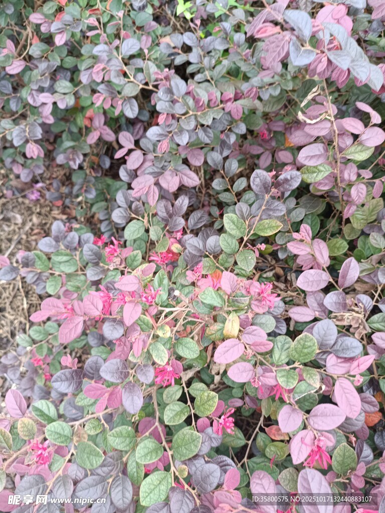 多彩斑斓的花叶植物