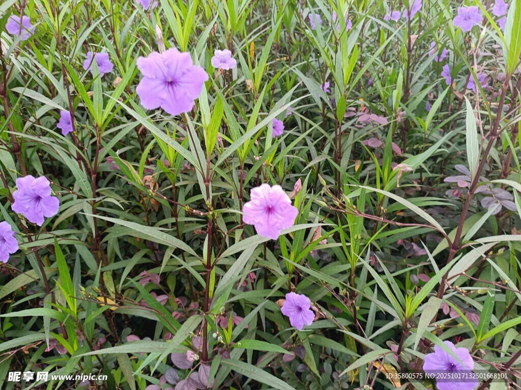 紫色小花绽放于草丛中