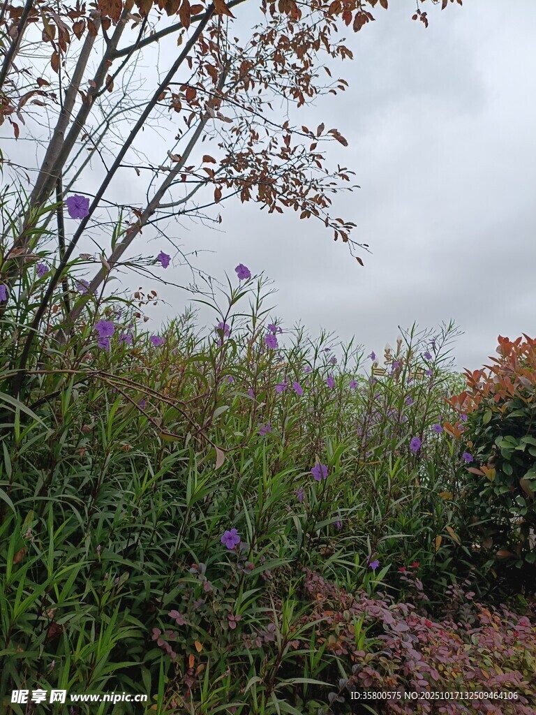 野外繁茂花草景象