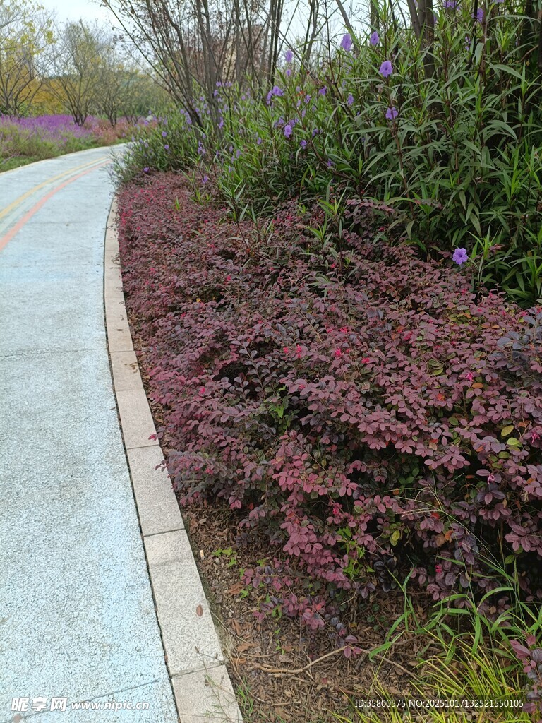 路边紫叶植物景观