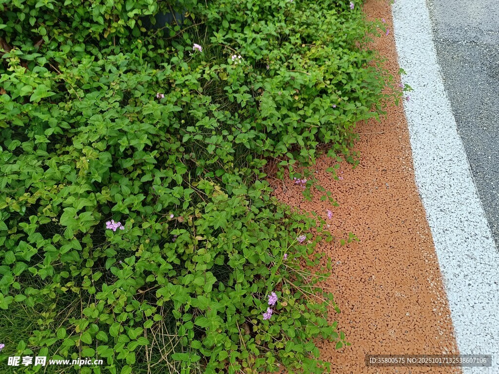 路边绿植与红色步道