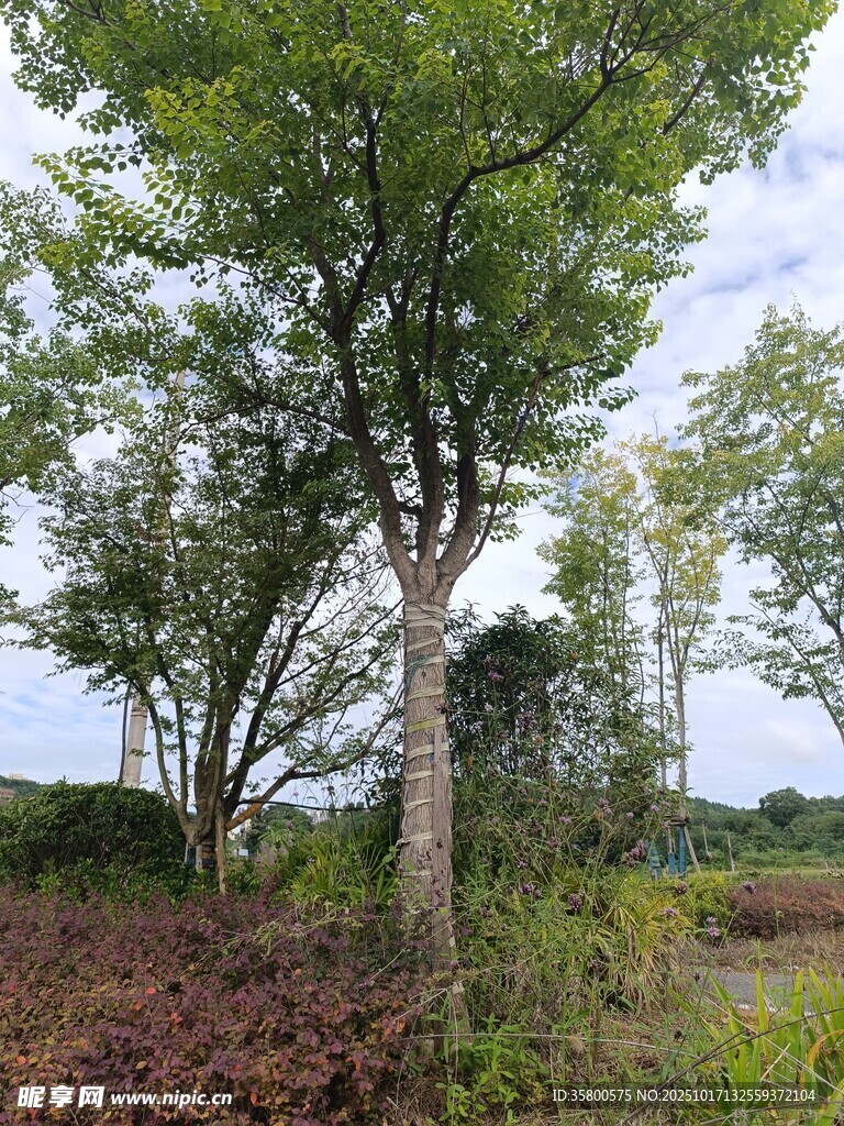 野外葱郁树木风景图