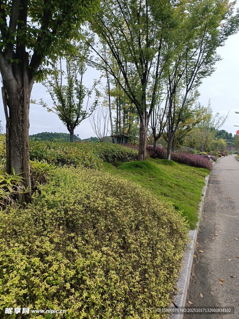 路边绿意盎然的植被景观