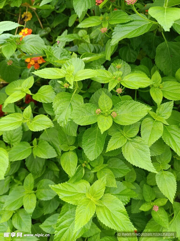 翠绿叶片间的红色小花