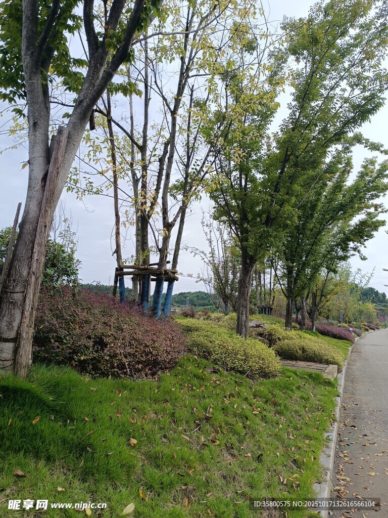 林间小径旁的绿意景致