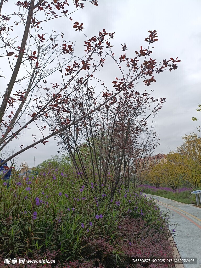 春日小径旁的繁花树木