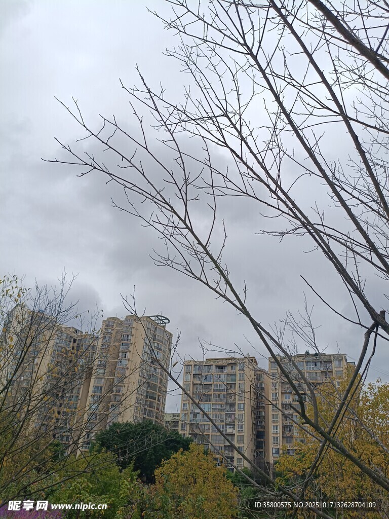 阴天里的高楼与树木