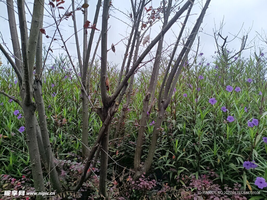 野外繁茂的花草与枝干