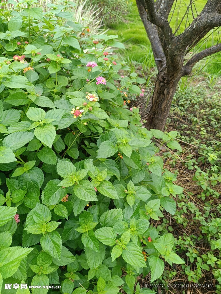 绿叶丛中绽放的娇艳小花