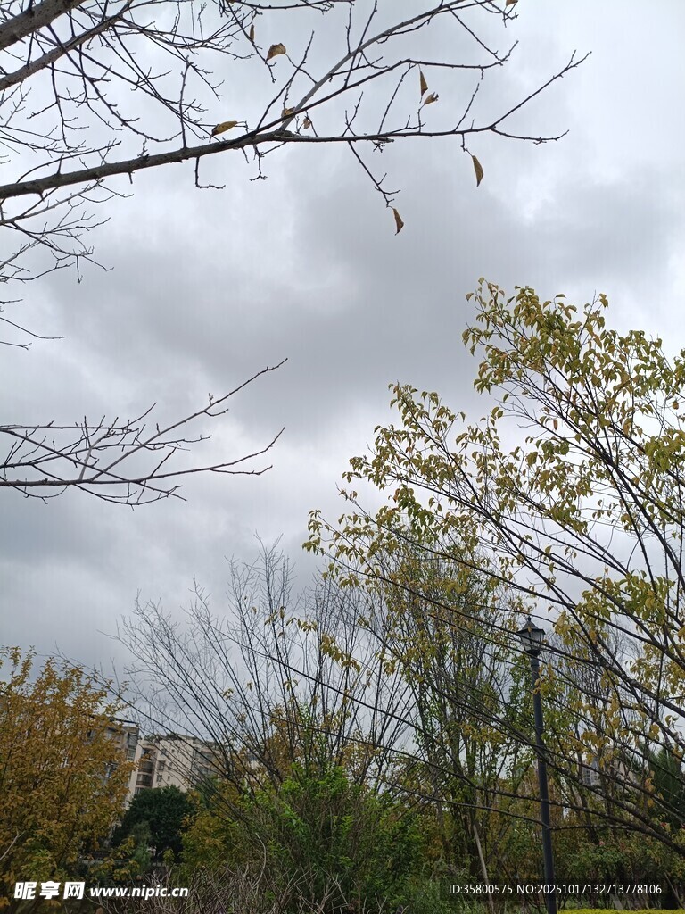 阴天树林中的徒步者