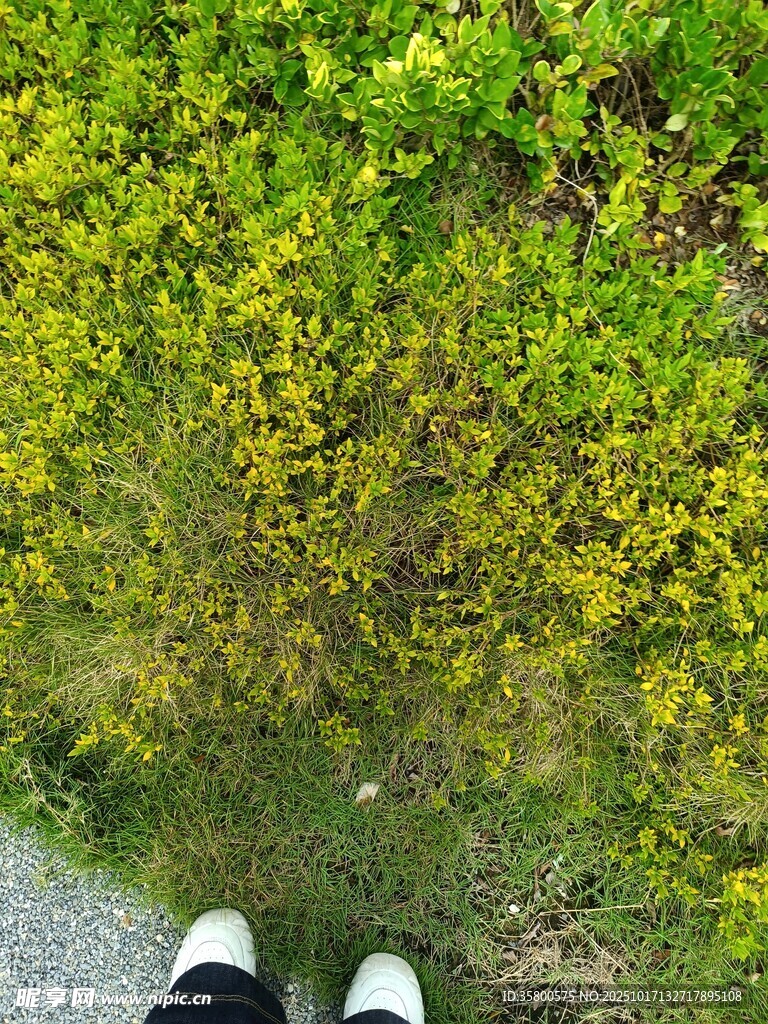 脚边的绿植景观
