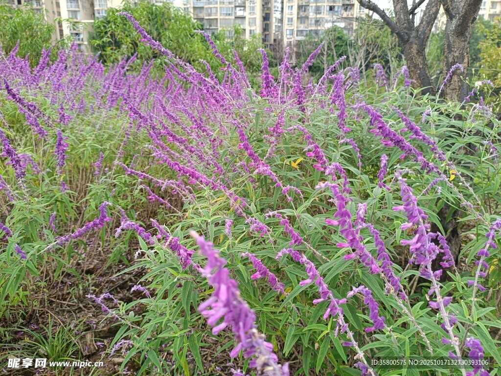 紫色鼠尾草花海美景