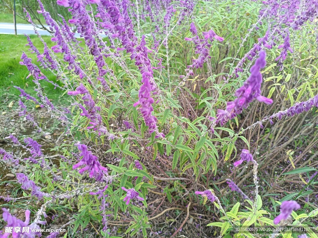 紫色花卉植物特写