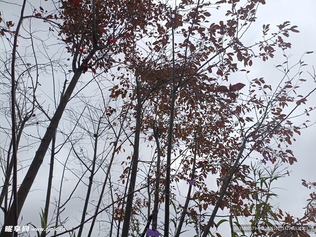 秋日树林景象