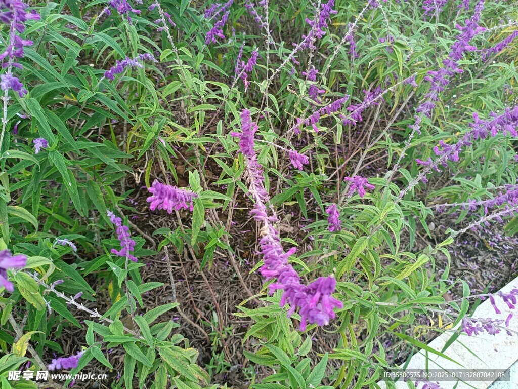 紫色烂漫花丛