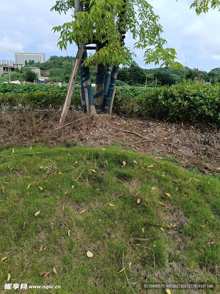 户外绿植旁的人物场景
